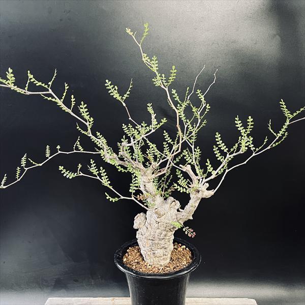 コーデックス：オペルクリカリア パキプス 発根済*葉幅58cm 現品