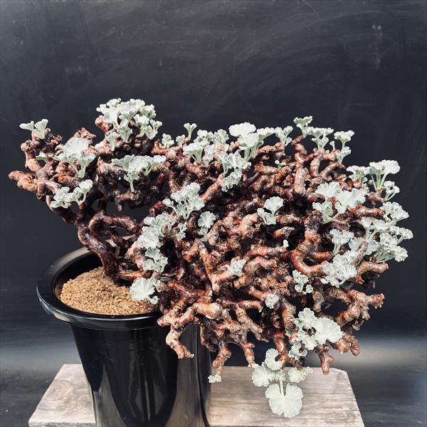 ☆特価☆コーデックス：ペラルゴニウム ミラビレ*幅39cm 現品！一品