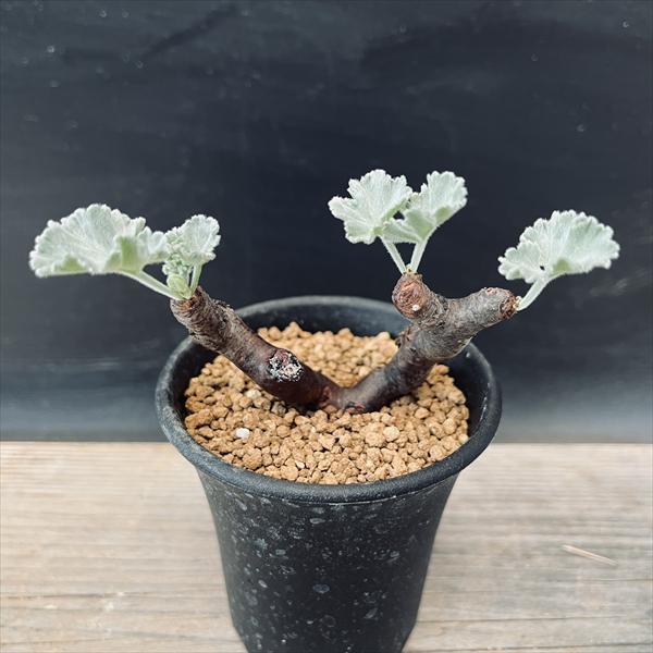 ☆特価☆コーデックス：ペラルゴニウム ミラビレ 発根済*幅9cm 現品