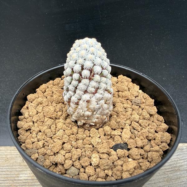 サボテン：マミラリア テレサエ カキコ*幅4cm : 遊恵盆栽 Yahoo!店