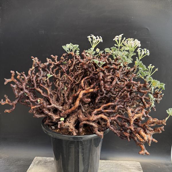 ☆特価☆コーデックス：ペラルゴニウム ミラビレ*幅45cm 現品！一品