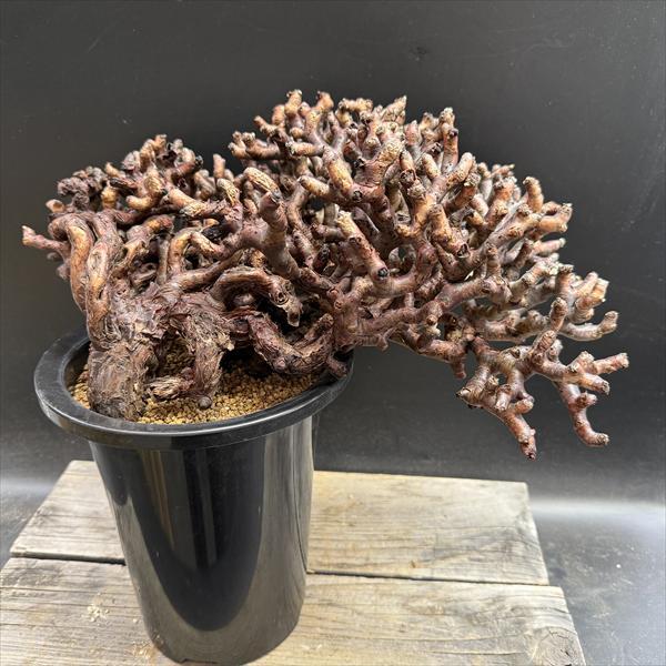 ☆特価☆コーデックス：ペラルゴニウム ミラビレ 発根済*幅38cm 現品