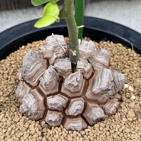 ☆特価☆コーデックス：アフリカ亀甲竜*塊根幅9cm 現品！一品限り