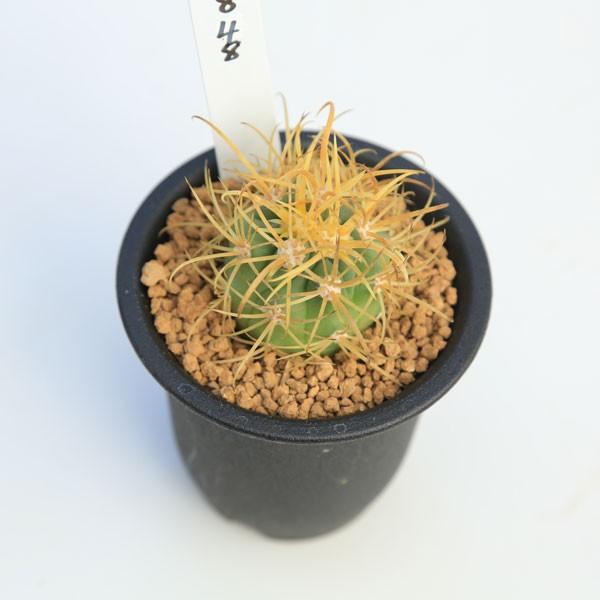 サボテン：フェロカクタス黄刺金冠竜*幅3cm : 遊恵盆栽 Yahoo!店
