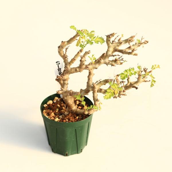 塊根植物：ペラルゴニウム アルテルナンス*幅14cm 現品 一品限り