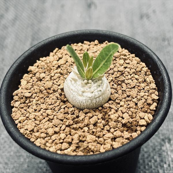 コーデックス：パキポディウム 恵比寿大黒 実生*S 塊根幅2cm : 遊恵