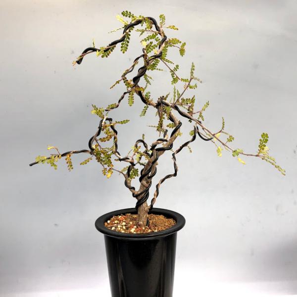 盆栽仕立て：オペルクリカリア デカリー*幅23cm 現品！一品限り ☆養