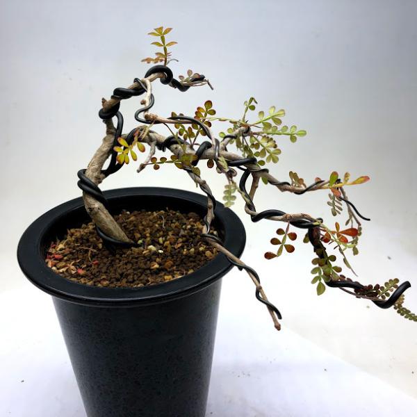 y-bonsai_s10462v