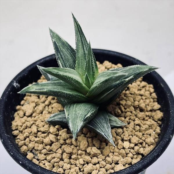 多肉植物：ハオルチア 蛍雪の松錦*S 幅4cm : 遊恵盆栽 Yahoo!店