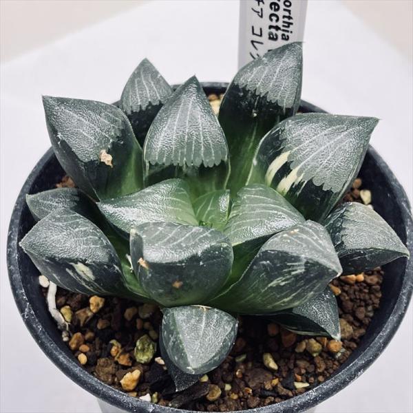 多肉植物：ハオルチア コレクタ錦*幅8cm 現品！一品限り : 遊恵盆栽
