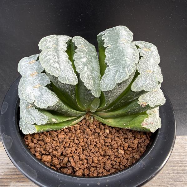 多肉植物：ハオルチア 玉扇 美白線巨大マグニフィカ 徳田マンモス*幅