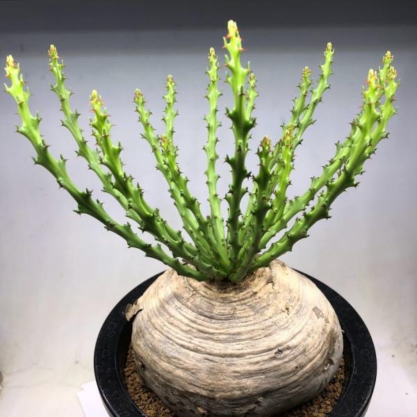 コーデックス：ユーフォルビア デシドゥア 蓬莱島*塊根幅14cm 現品