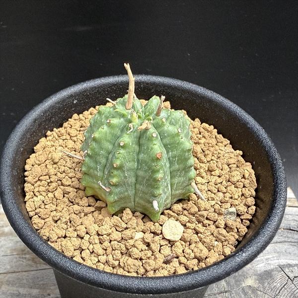 ☆特価☆多肉植物：ユーフォルビア バリダ*SS 幅3cm : 遊恵盆栽