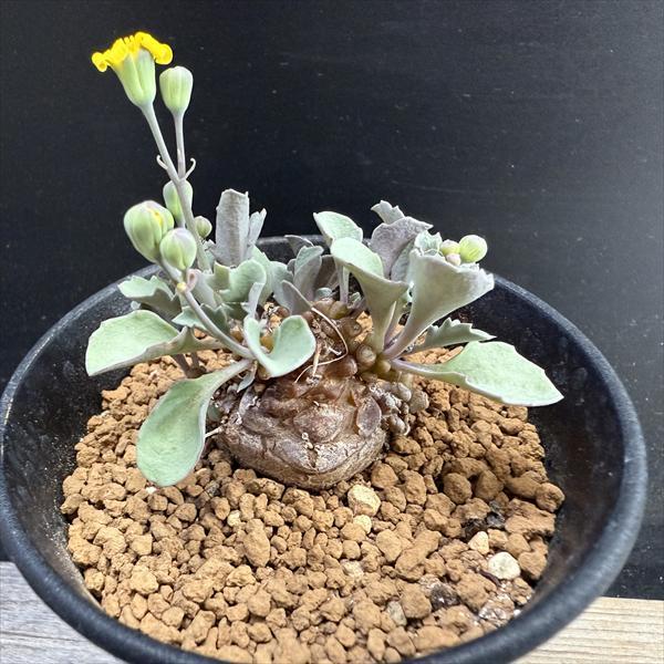 コーデックス：オトンナ ヘレー×アルミアナ 実生*M 幹幅4cm : 遊恵