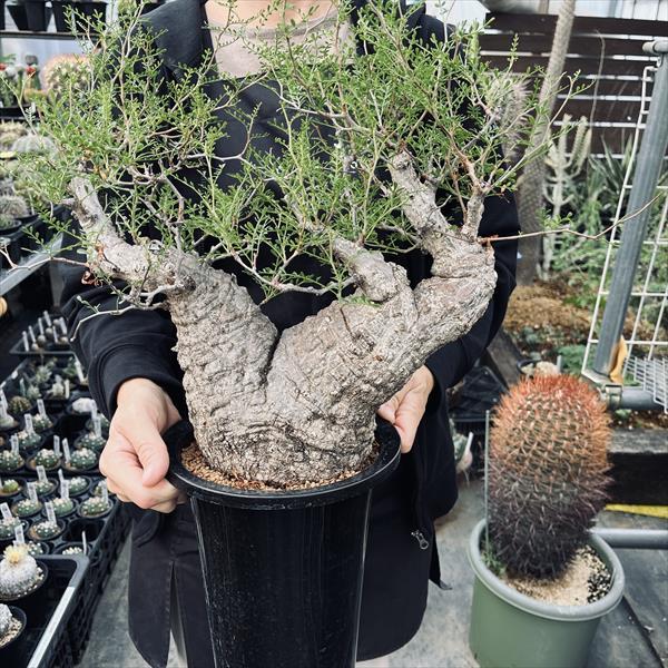 ☆特価☆コーデックス：オペルクリカリア パキプス 発根済*葉幅33cm