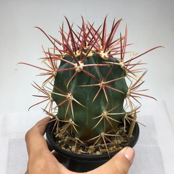 み*の様 フェロカクタス 赤棘 偉冠竜 サボテン：フェロカクタス 偉冠竜