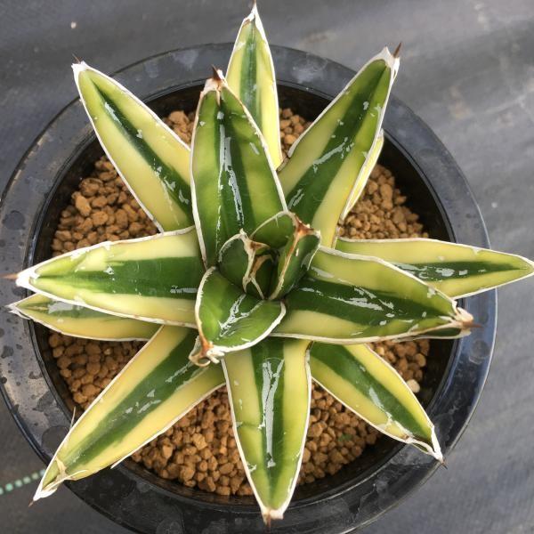 多肉植物：アガベ 輝山（きざん）*幅10cm現品 一品限り : 遊恵盆栽