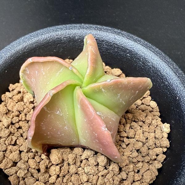 サボテン：碧瑠璃鸞鳳玉（へきるりらんぽうぎょく）SS*幅4.5cm