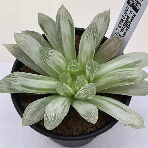 多肉植物：ハオルチア 白琥珀斑 ピリフェラ錦 M*幅10cm : 遊恵盆栽