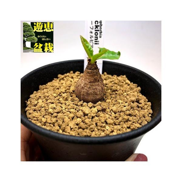 コーデックス：ユーフォルビア エクロニー 鬼笑い*塊幅2cm 現品