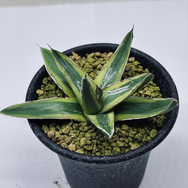 多肉植物：アガベ 笹の雪錦 黄覆輪*S 幅8.5cm : 遊恵盆栽 Yahoo!店
