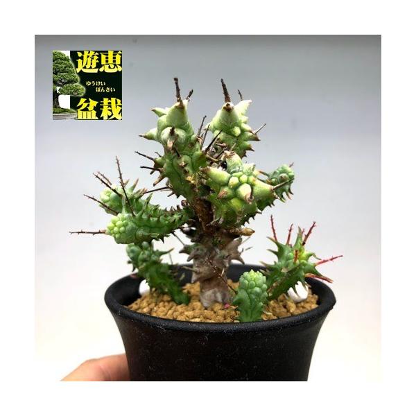 多肉植物：ユーフォルビア ホリダ モンスト*M 幅7cm : 遊恵盆栽