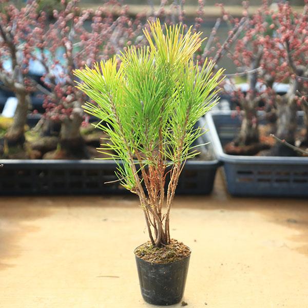 苗：黒松寄せ*クロマツ/くろまつ : 遊恵盆栽 Yahoo!店 - 通販 - Yahoo
