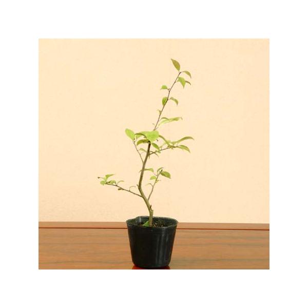 苗：梅もどき(オス)*ウメモドキ/梅擬 : 遊恵盆栽 Yahoo!店 - 通販