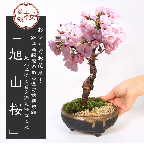 桜盆栽：旭山桜*＜信楽焼黒イブシ金彩鉢＞苔と砂付き(2026年春開花予定