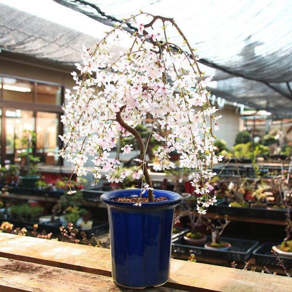 盆栽：しだれ桜(富士桜）深鉢*＜2026年春開花予定＞ bonsai : 遊恵盆栽