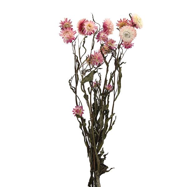 ドライフラワー 花材 即日出荷 ヘリクリサム・ナチュラルステム