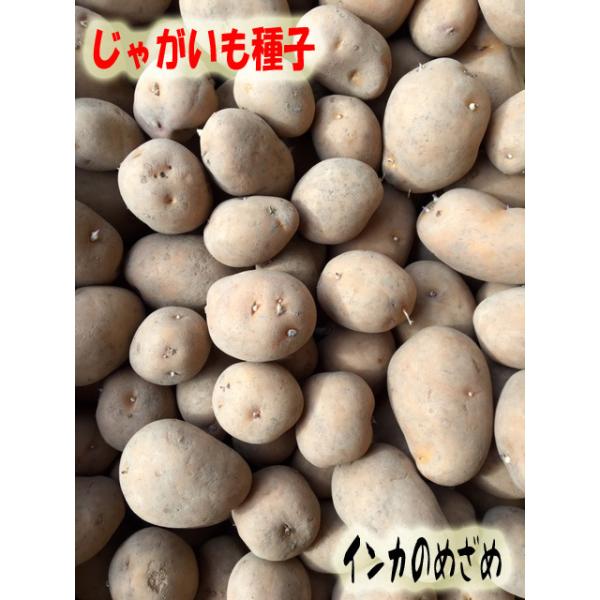 じゃがいも種子 インカのめざめ 500g サイズ混合 【馬鈴薯種】【種芋