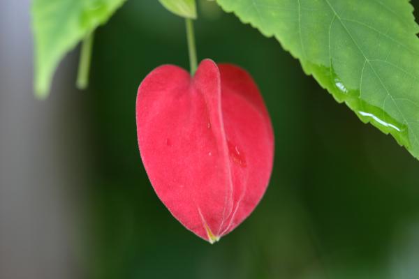 ウキツリボクの蕾から花へ/癒し憩い画像データベース/テーマ別おすすめ画像