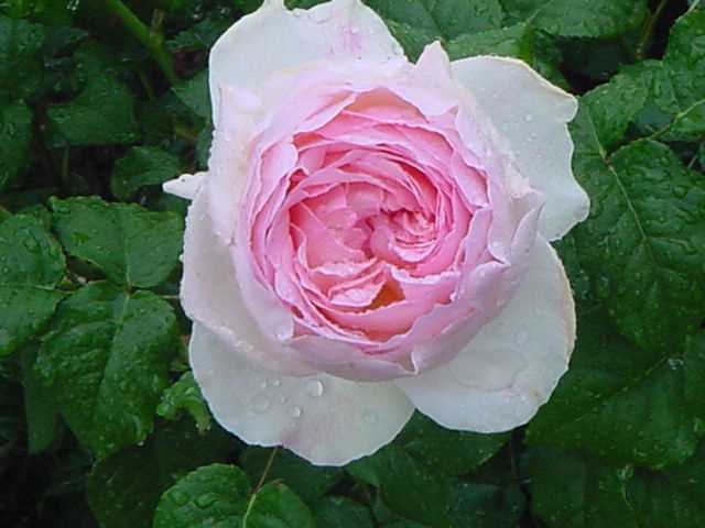 シャリファアスマ