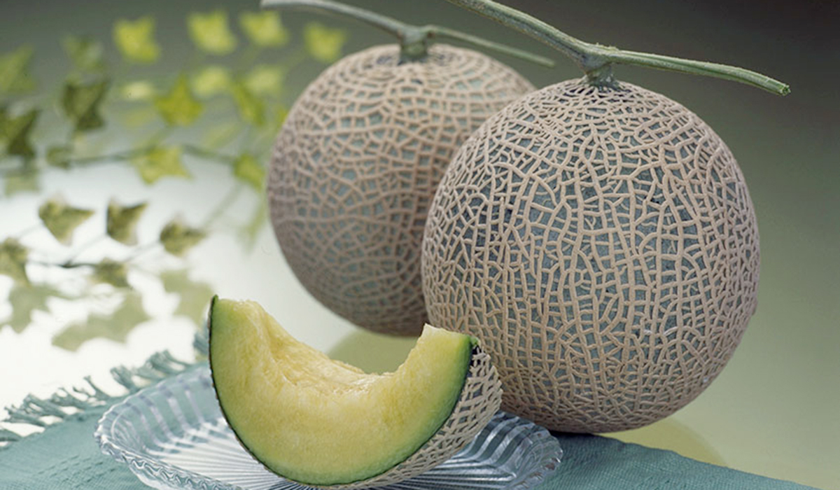 メロン - JAごしょつがる