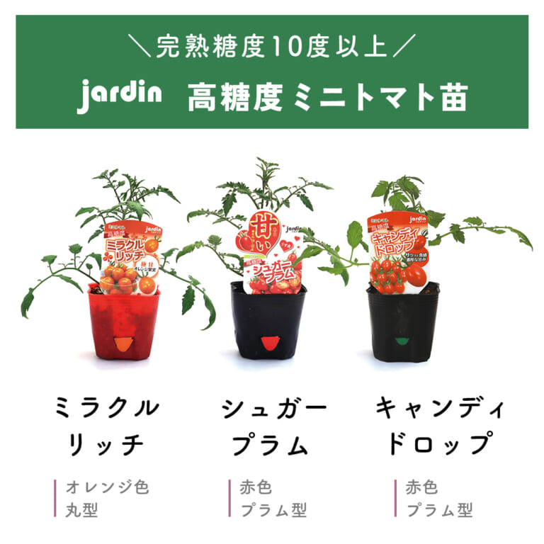 育て比べセット】jardin ハルディン 高糖度トマト苗3品種セット【発送