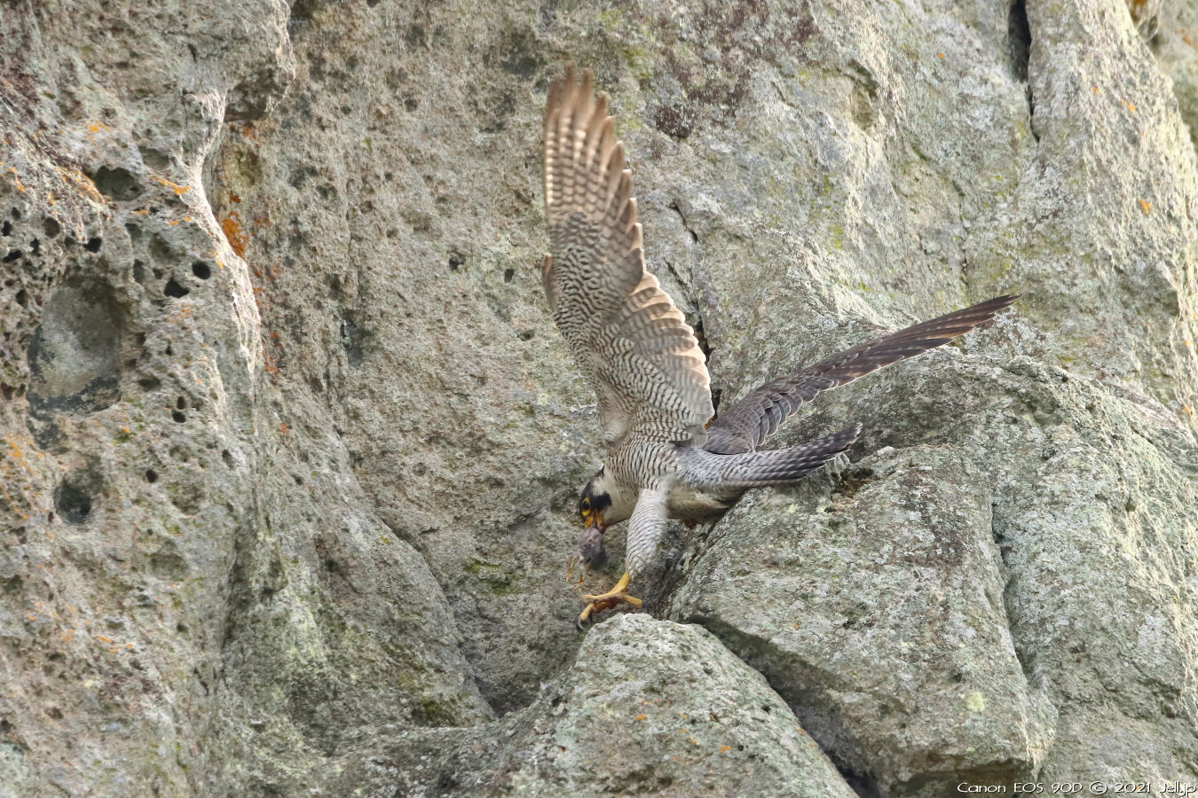 ハヤブサ｜佐貫石仏 | お出掛け＆写真撮ろうよ♪