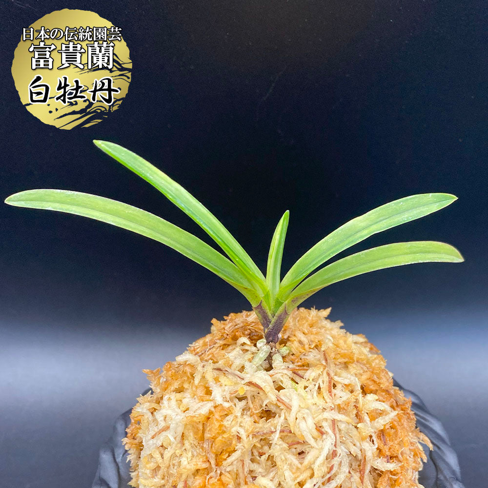 風蘭 種類『白牡丹』（はくぼたん）【現品】これから出る子は真っ白で