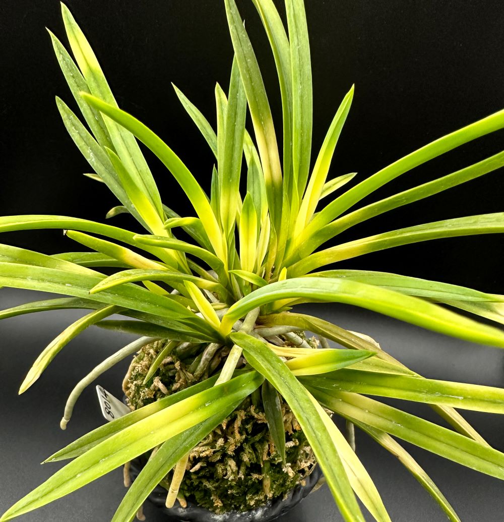 日本伝統園芸】 富貴蘭 変化を楽しむ | 旭昇 『奄美風蘭を代表する虎斑