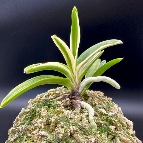 富貴蘭 変化を楽しむ | 朱天王白縞 『紅花品種から白縞柄が出現