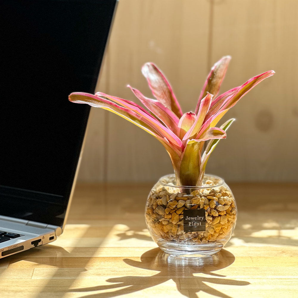 室内で楽しむトロピカル！色鮮やかな観葉植物「ネオレゲリア」の育て方