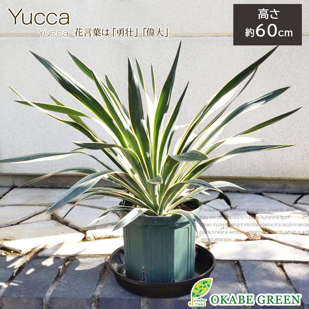 観葉植物のある暮らし | ユッカ グロリオサ バリエガータ の育て方