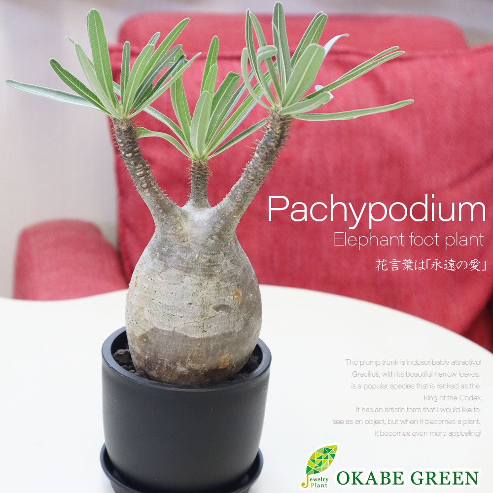 まぁるく ぷっくり コロンとした『パキポディウム グラキリス』が1年中