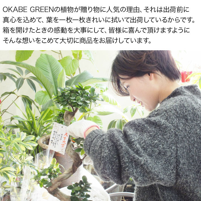 宝石のような観葉植物のお店 【Jewelry Plant】 ユッカ ロストラータ