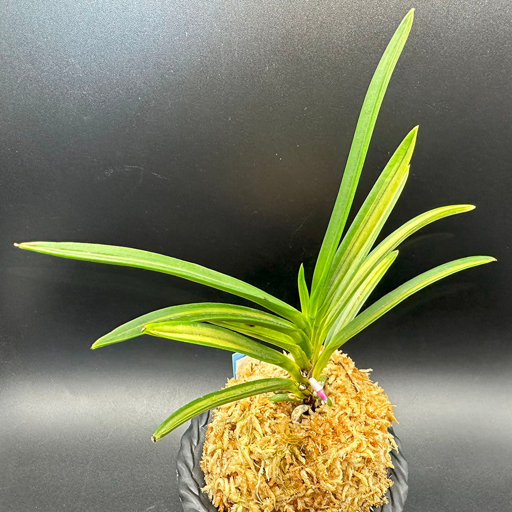 富貴蘭 建国殿 けんこくでん 1本立 T138 フウキラン フウラン 送料無料