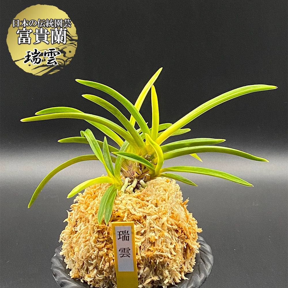 富貴蘭 風蘭 蘭 瑞雲 ズイウン 4本立 【現品】 2612 フウキラン