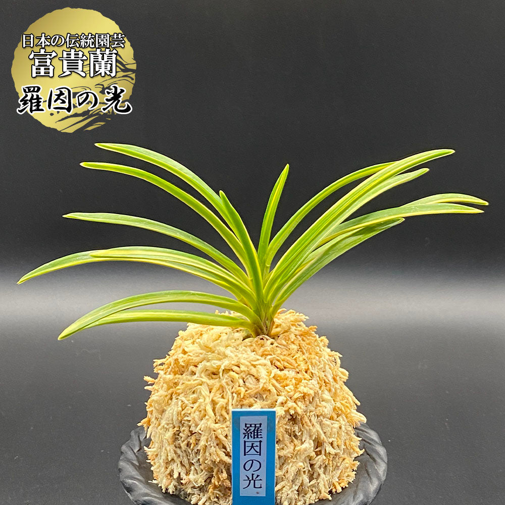 富貴蘭 風蘭 蘭 羅因の光 ラインノヒカリ 2本立 【現品】8229