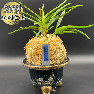 富貴蘭 風蘭 蘭 紀州白王 きしゅうはくおう 4本立 8320-A ウキラン