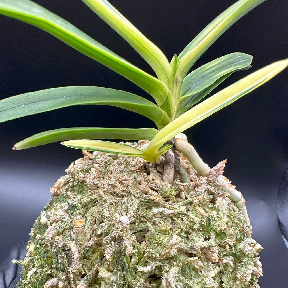 宝石のような観葉植物のお店 【Jewelry Plant】 富貴蘭 白牡丹 は