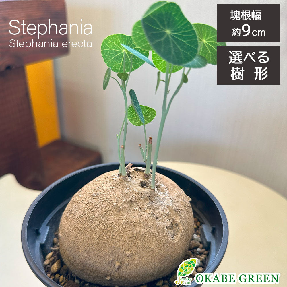 塊根植物 – Jewelry Plant online